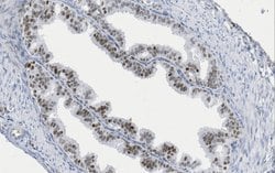 PAX-8, Mouse anti-Human, Clone: 15C8.1, Millipore Sigma 25&mu;g; Unconjugated:Antibodies,